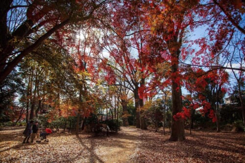 Herbst in Tokio: Die besten Orte für das Herbstlaub 2024