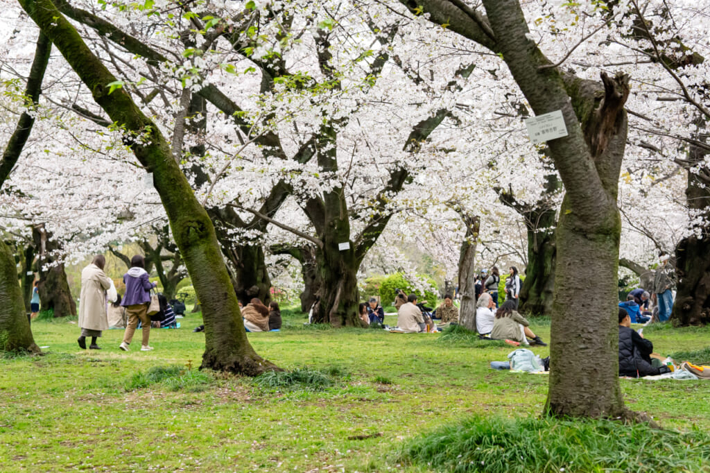 Kirschblüten im Frühling in Japan