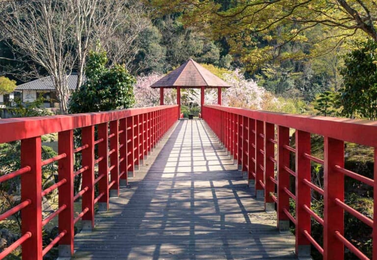 Sakura al Parco Keiseki e Baby Blue Eyes a Nakatsu, Oita