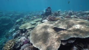 Viaggiare responsabilmente per contribuire alla sostenibilità delle isole di Okinawa