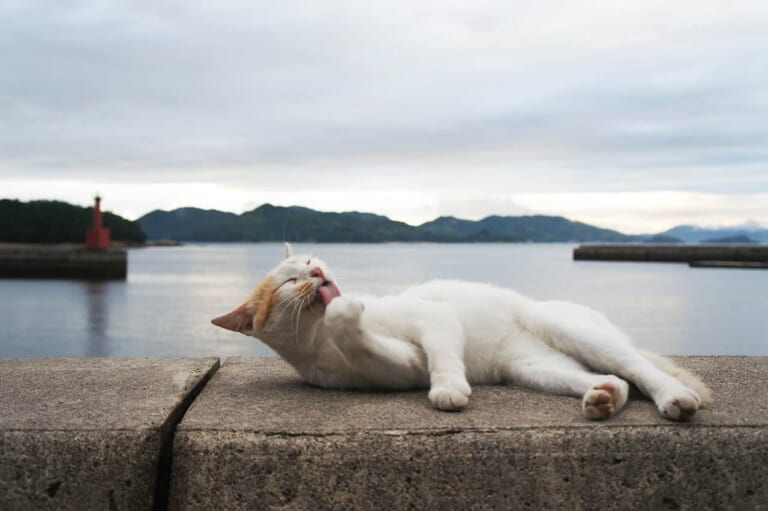 Manabeshima: l’isola dei gatti di Setouchi