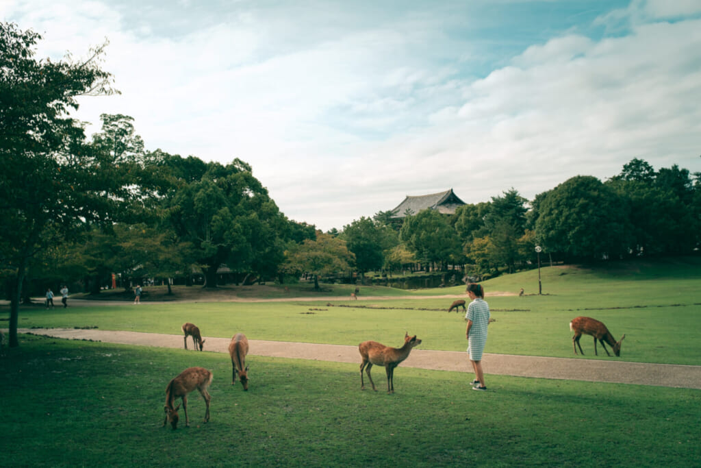 I cervi del Parco di Nara tra natura e templi storici