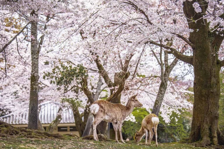 Sakura a Nara: la Fioritura dei Ciliegi tra Antiche Tradizioni e Cervi Sacri