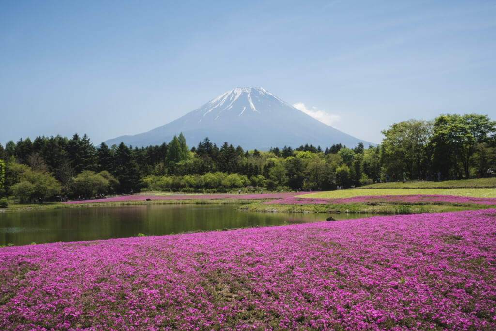 Inseguendo il Monte Fuji: un itinerario in auto tra natura e cultura
