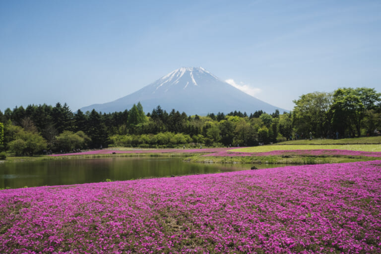 Inseguendo il Monte Fuji: un itinerario in auto tra natura e cultura
