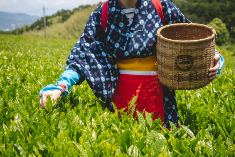 Non solo matcha: guida al tè verde giapponese